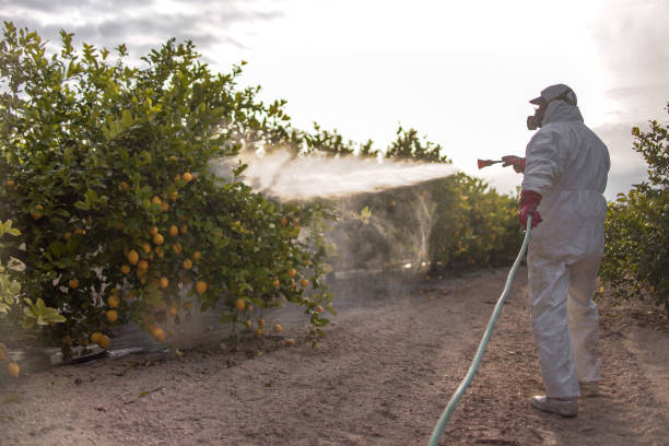 Best Wasp Removal Services  in Appleton, MN