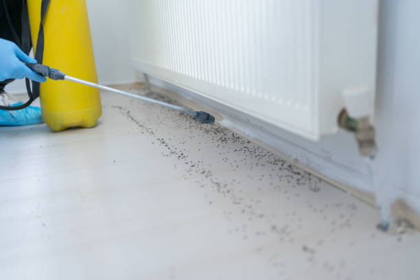 Best Flea Control Services  in Appleton, MN